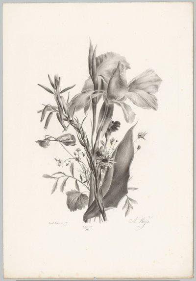 Olika blommor Flower and Fruit Studies (...) 10:e avsnittet (serietitel) av Anton Weiss