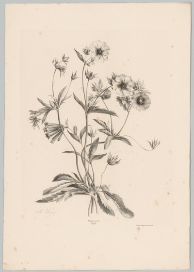 Olika blommor Flower and Fruit Studies (...) 10:e avsnittet (serietitel) av Anton Weiss