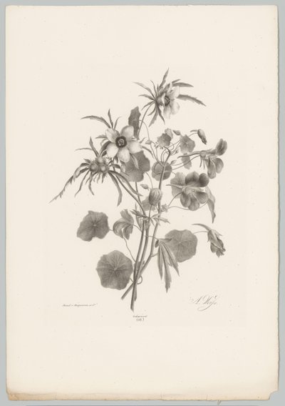 Olika blommor Flower and Fruit Studies (...) 10:e avsnittet (serietitel) av Anton Weiss