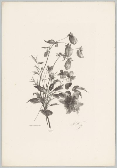 Olika blommor Flower and Fruit Studies (...) 10:e avsnittet (serietitel) av Anton Weiss