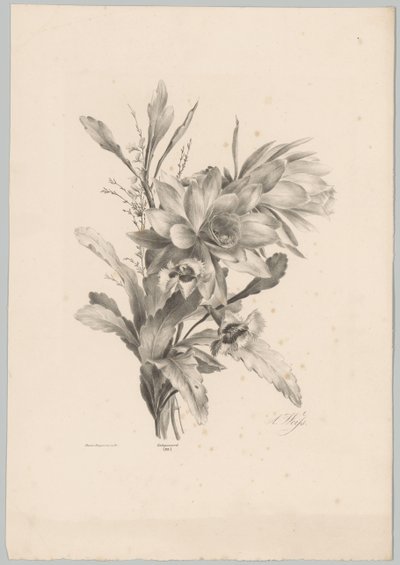 Olika blommor Flower and Fruit Studies (...) 10:e avsnittet (serietitel) av Anton Weiss