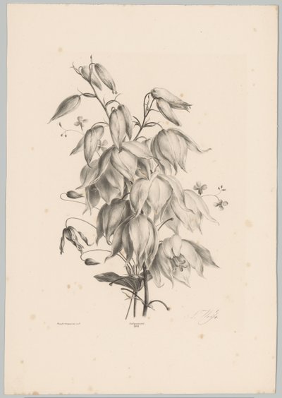 hängande blommor Flower and Fruit Studies (...) 10:e avsnittet (serietitel) av Anton Weiss