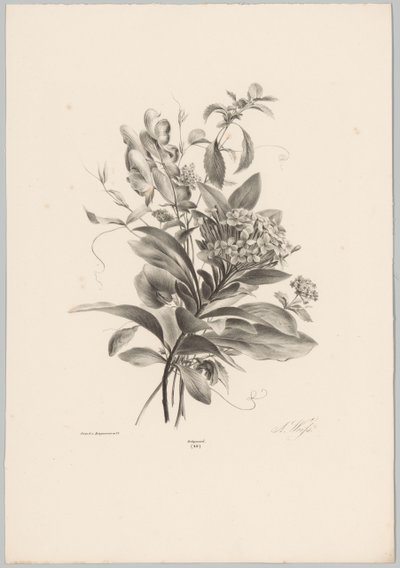 Hortensior och andra blommor Flower and Fruit Studies (...) 10:e avsnittet (serietitel) av Anton Weiss