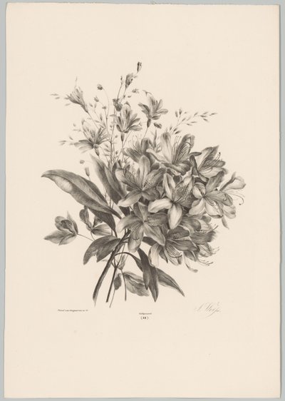 liljor Flower and Fruit Studies (...) 10:e avsnittet (serietitel) av Anton Weiss
