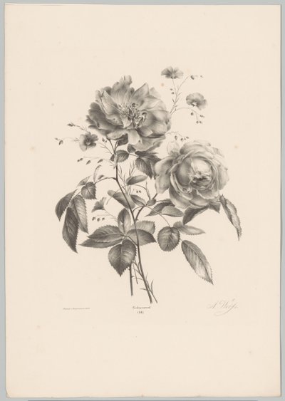 Ros och nejlika blomma Flower and Fruit Studies (...) 10:e avsnittet (serietitel) av Anton Weiss