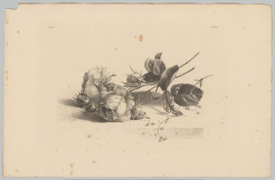 Rosor Flower and Fruit Studies (...) 3:e avsnittet (serietitel) av Anton Weiss