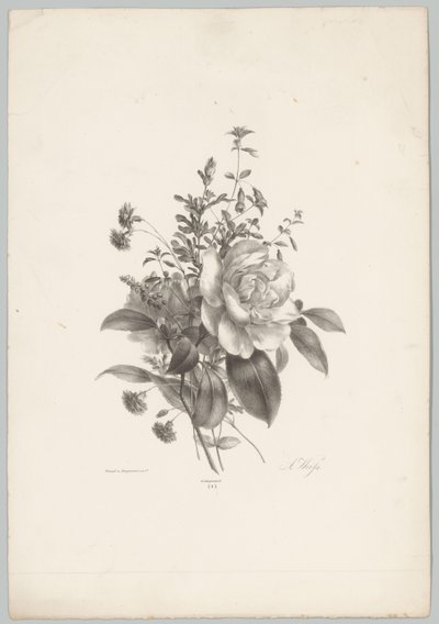 Rosor, nejlikor och fuchsia Flower and Fruit Studies (...) 10:e avsnittet (serietitel) av Anton Weiss
