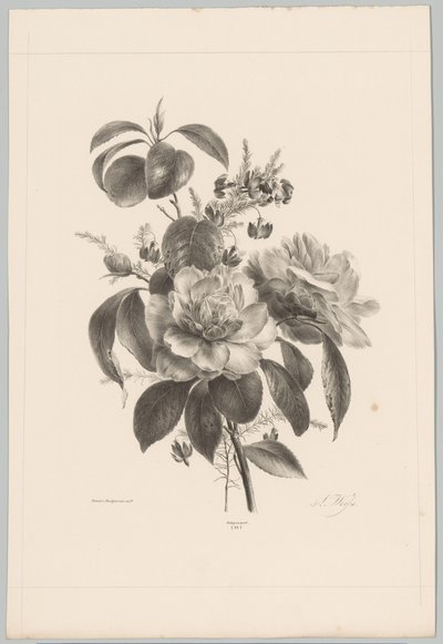 Rosor och andra blommor Flower and Fruit Studies (...) 10:e avsnittet (serietitel) av Anton Weiss
