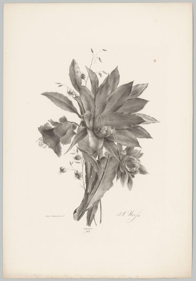 Stjärn- och klockformade blommor Flower and Fruit Studies (...) 10:e avsnittet (serietitel) av Anton Weiss