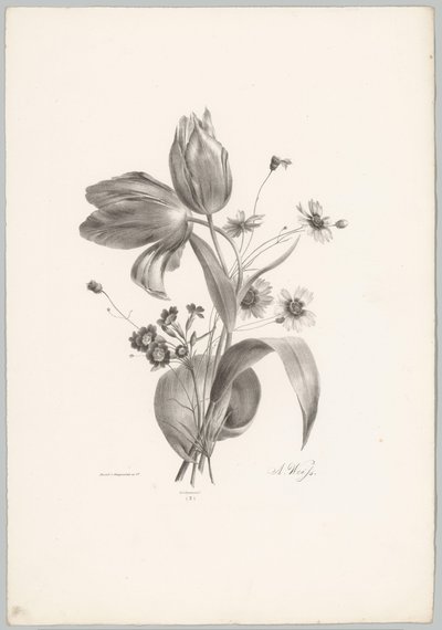 Tulpaner och tusenskönor Flower and Fruit Studies (...) 10:e avsnittet (serietitel) av Anton Weiss