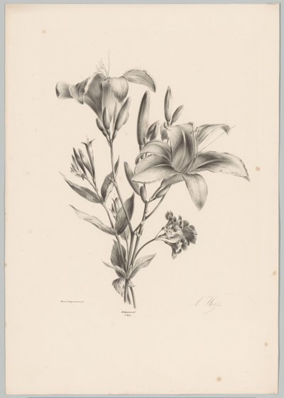 två liljor Flower and Fruit Studies (...) 10:e avsnittet (serietitel) av Anton Weiss