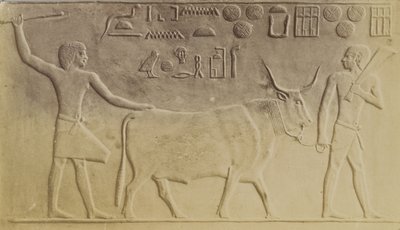 Helig tjur i Saqqara av Antonio Beato
