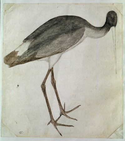 En svart stork står, vänd åt höger. Teckning av Antonio di Puccio Pisano dit Pisanello (före 1395-1455). Brunt bläck, brunt tvätt, grått, svart sten, fjäder. Mått: 20,8x18,7cm. Louvren, Cabinet des dessins av Antonio Pisanello