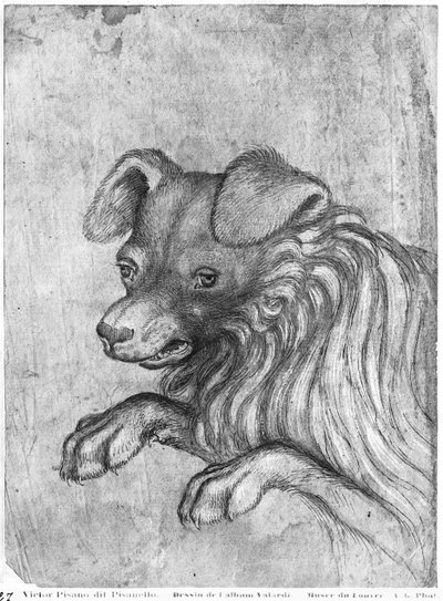 Huvud av en hund, från The Vallardi Album av Antonio Pisanello