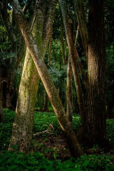 Afernoon, Tijuca Forest, Brasilien, 2022 (foto) av Antonio Schubert