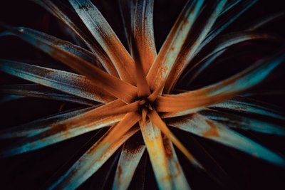 Bromelioideae, 2015 (digitalt foto) av Antonio Schubert