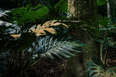 Corcovado Trail IX , Petrópolis, Rio de Janeiro, Brasilien, 2025 (fotografi) av Antonio Schubert
