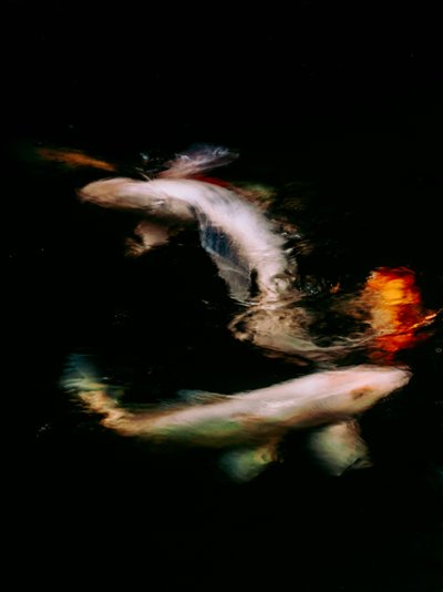 Haikai V, 2022 (digitalt foto) av Antonio Schubert