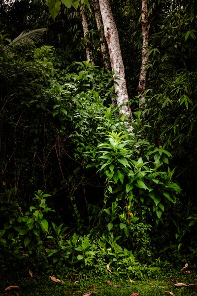 Mantiqueira LII, 2021 (digitalt foto) av Antonio Schubert