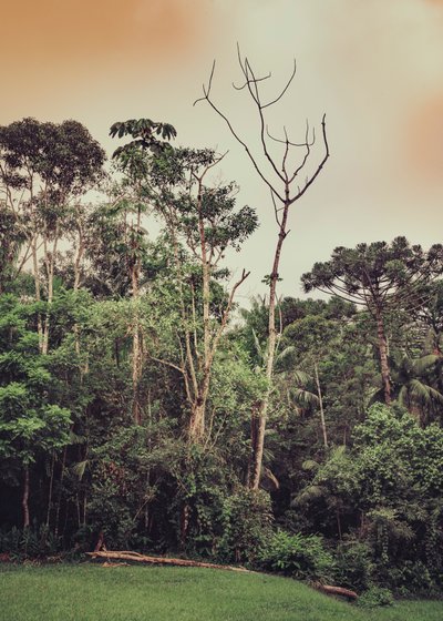 Mantiqueira XLV, 2021 (foto) av Antonio Schubert
