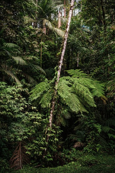 Mantiqueira XXXIV, 2015 (digitalt fotografi) av Antonio Schubert