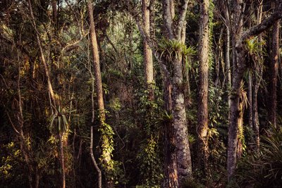 Rain Forest IV, 2021 (foto) av Antonio Schubert