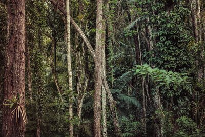 Rain Forest V, 2021 (digitalt fotografi) av Antonio Schubert