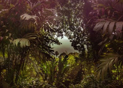 Tijuca Forest XXXVII, 2024 (digital fotografering) av Antonio Schubert