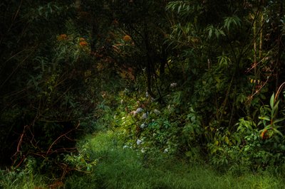 Trails, 2015 (digitalt foto) av Antonio Schubert