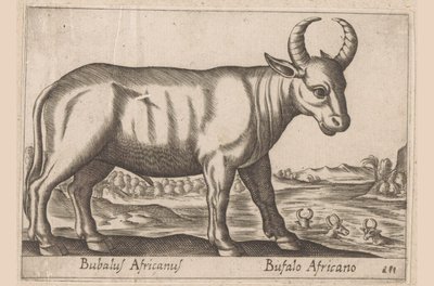 afrikansk buffel Bubalus Africanus/ Bufalo Africano (titel på objektet) Djur och mytiska varelser (serietitel) Nova raccolta de li animali piu curiosi del mondo (serietitel) av Antonio Tempesta