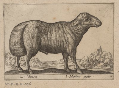 Arabiska schaap L Veruex/ I Montone arabo (titel på objekt) Dieren en fablewezens (serietitel) Ny samling av världens mest nyfikna djur (serietitel) av Antonio Tempesta