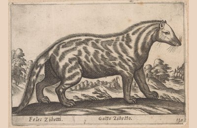 Civetkat Feles Zibetti / Cat Civet (titel på objekt) Dieren en fabelwezens (serietitel) Nova samling av de mest nyfikna djuren i världen (serietitel) av Antonio Tempesta