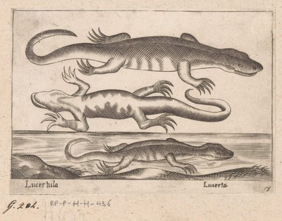 Tre drakar Lizard/ Lizard (titel på objekt) Dieren en fablewezens (serietitel) Ny samling av världens mest nyfikna djur (serietitel) av Antonio Tempesta