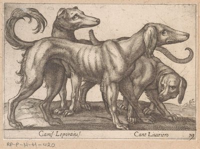Tre hundar Canis Leporius / Cane Liviriero (titel på objekt) Djur och mytiska varelser (serietitel) Nova raccolta de li animali piu curiosi del mondo (serietitel) av Antonio Tempesta