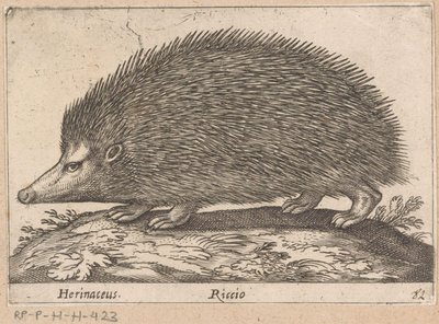 egel Herinaceus/ Riccio (titel på objekt) Dieren en fabelwezens (serietitel) Nova raccolta de li animali piu curiosi del mondo (serietitel) av Antonio Tempesta