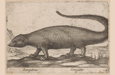 Fretachte Sanguinus/ Sanguino (titel på objekt) Dieren en fablewezens (serietitel) Ny samling av världens mest nyfikna djur (serietitel) av Antonio Tempesta