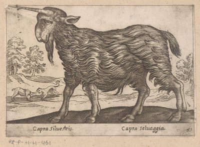 Get med ett horn Capra Silvestris/ Capra Selvaggia (titel på objekt) Dieren en fablewezens (serietitel) Ny samling av världens mest nyfikna djur (serietitel) av Antonio Tempesta