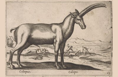 getaktig Colopus/ Colopo (titel på objekt) Dieren en fablewezens (serietitel) Ny samling av världens mest nyfikna djur (serietitel) av Antonio Tempesta