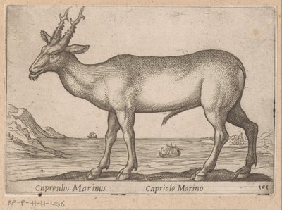 Hert Capreulus Marinus/ Capriolo Marino (titel på objekt) Dieren en fablewezens (serietitel) Ny samling av världens mest nyfikna djur (serietitel) av Antonio Tempesta