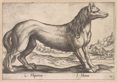 hyena L Hijanae/ I Hiena (titel på objekt) Dieren en fabelwezens (serietitel) Ny samling av världens nyfikna djur (serietitel) av Antonio Tempesta