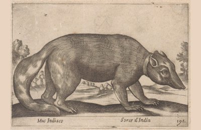 indisk mus Burmesisk illerslips Mus Indiaco / Sorce d