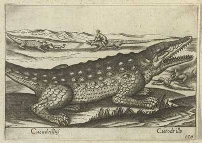 Krokodil Coccodrillus/ Krokodil (titel på objekt) Dieren en fablewezens (serietitel) Ny samling av världens mest nyfikna djur (serietitel) av Antonio Tempesta