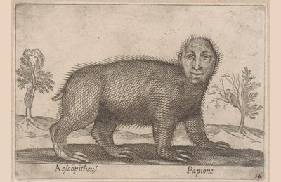 Lättja Aescopitheus/ Papione (titel på objekt) Djur och mytiska varelser (serietitel) Nova raccolta de li animali piu curiosi del mondo (serietitel) av Antonio Tempesta