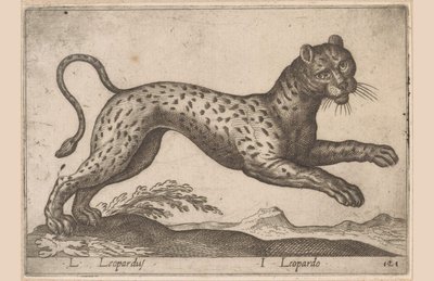 Leopard L Leopardus/ I Leopardo (titel på objekt) Dieren en fablewezens (serietitel) Ny samling av världens mest nyfikna djur (serietitel) av Antonio Tempesta