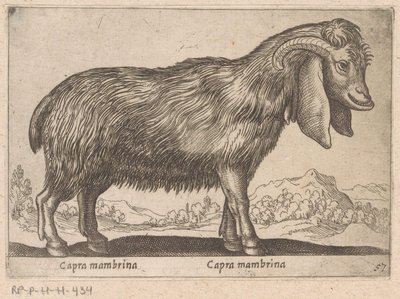 Membrina geit Capra mambrina/ Capra mambrina (titel på objekt) Dieren en fablewezens (serietitel) Ny samling av världens mest nyfikna djur (serietitel) av Antonio Tempesta