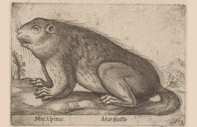 Han mumlar Alpine Mouse / Marmotta (titel på objekt) Dieren en fablewezens (serietitel) Nova raccolta de li animali piu curiosi del mondo (serietitel) av Antonio Tempesta