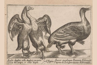 Misvormde ganzen Gås med dubbel hals och dubbel kropp Dieren en fablewezens (serietitel) En ny samling av li animali sid av Antonio Tempesta