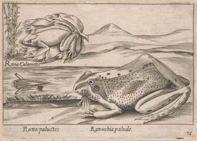 Moeras Kikkers Marsh Frog / Marsh Frog (titel på objekt) Dieren en fabelwezens (serietitel) Nova samling av de mest nyfikna djuren i världen (serietitel) av Antonio Tempesta