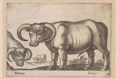 Nötkreatur Bonasus/ Bonaso (titel på objekt) Djur och mytiska varelser (serietitel) Nova raccolta de li animali piu curiosi del mondo (serietitel) av Antonio Tempesta