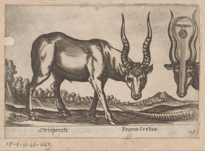 Två antiloper Striciperote/ Cretan Cattle (titel på objekt) Dieren en fablewezens (serietitel) Nova raccolta de li animali piu curiosi del mondo (serietitel) av Antonio Tempesta
